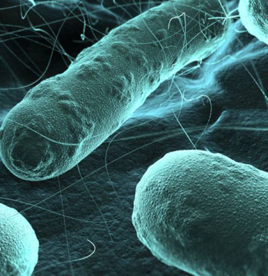 INFECTIOUS DISEASES